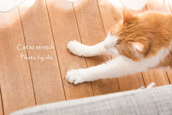 Cat-to-stretch.jpg