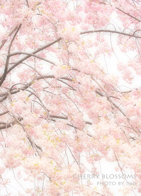 Cherry-blossoms2012.jpg
