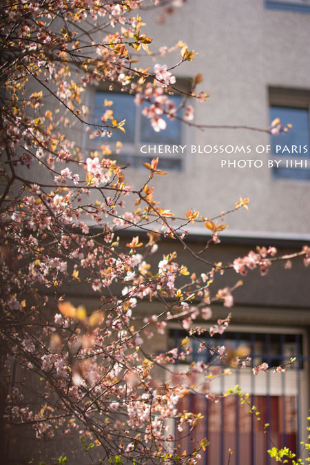 Cherryblossoms-Paris_iihi.jpg