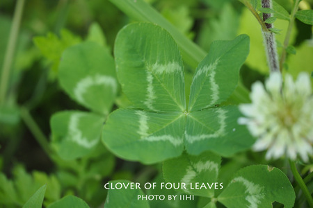 Clover-of-four-leaves.jpg
