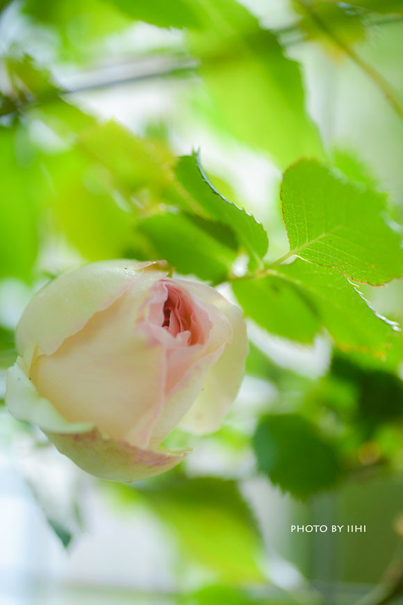 雨上がりの朝 バラが咲いた ジャスミンのアロマと いいひブログ いいひ住まいの設計舎