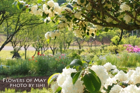 Flower of May2.jpg