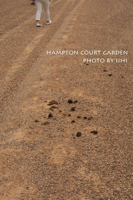 HamptonCourtgarden036.jpg