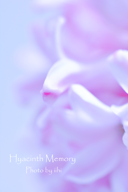 Hyacinthmemory2014_iihi.jpg