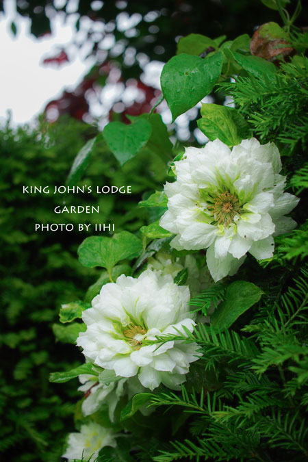 King-John's-Lodge-garden27.jpg