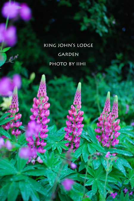 King-John's-Lodge-garden28.jpg