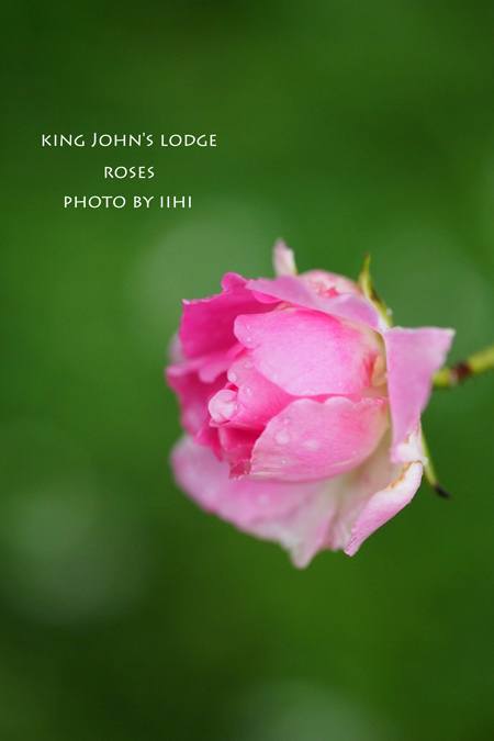 KingJohn'sLodge-Rose9.jpg