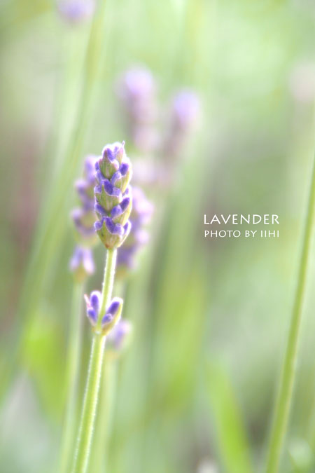 Lavender2012.jpg