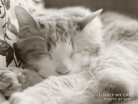 Lovelymycat20110402.jpg