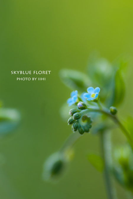 Skyblue-floret.jpg