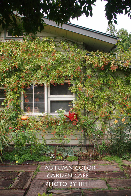 autumncolor-gardencafe1_iih.jpg