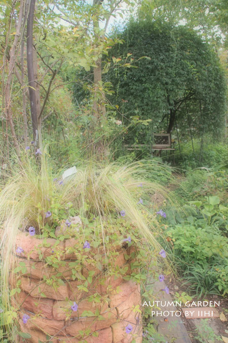autumncolorgarden13_iihi.jpg