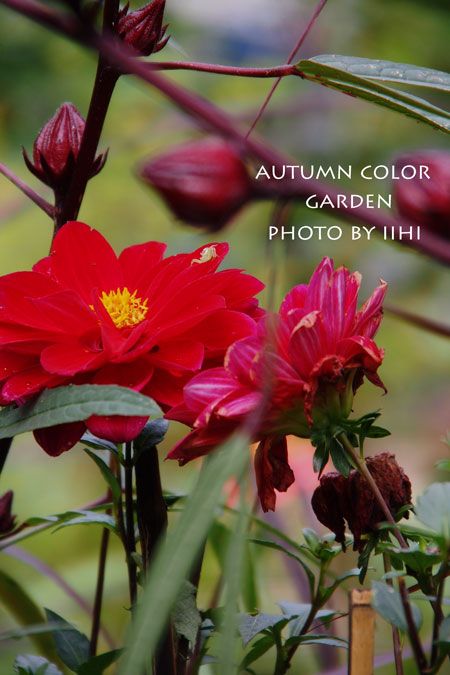 autumncolorgarden2_iihi.jpg