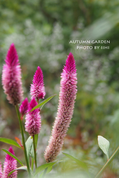 autumngarden11_iihi.jpg