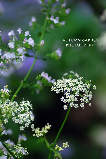 autumngarden4_iihi.jpg