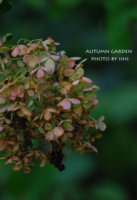 autumngarden5_iihi.jpg