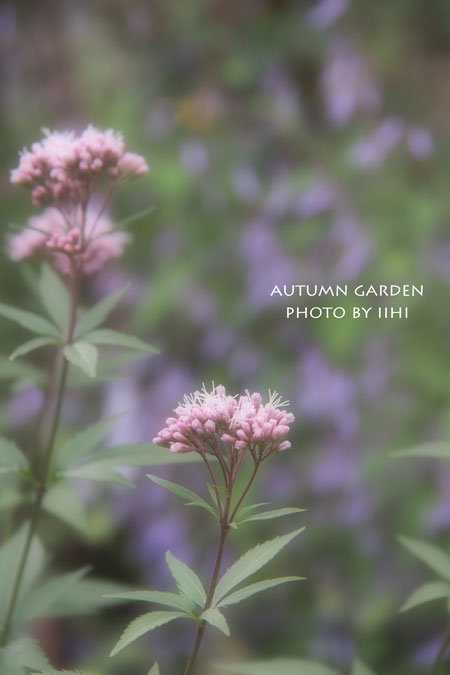 autumngarden7_iihi.jpg