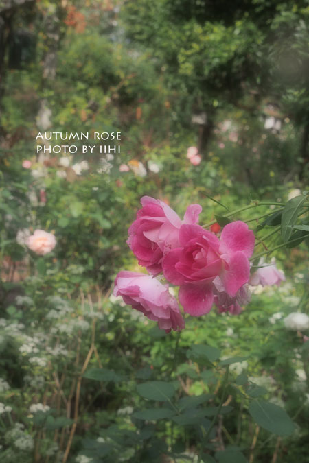 autumnrose2-2013_iihi.jpg