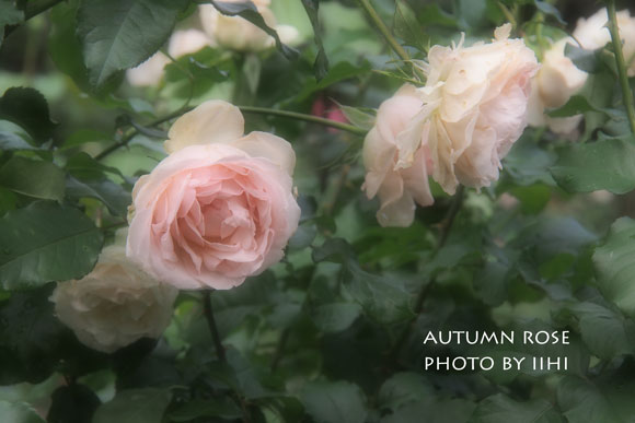 autumnrose2013_iihi.jpg