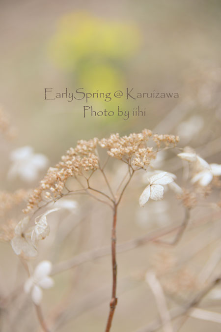 earlyspring_karuizawatabi2.jpg