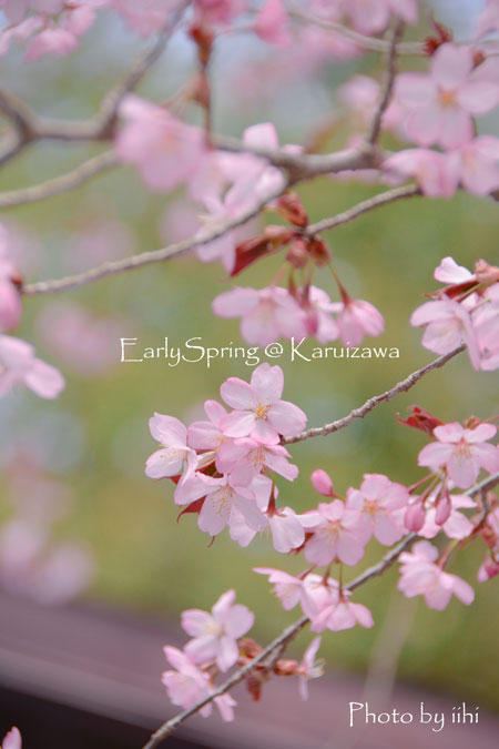 earlyspring_karuizawatabi5.jpg