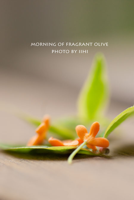 fragrantolive2013_iihi.jpg