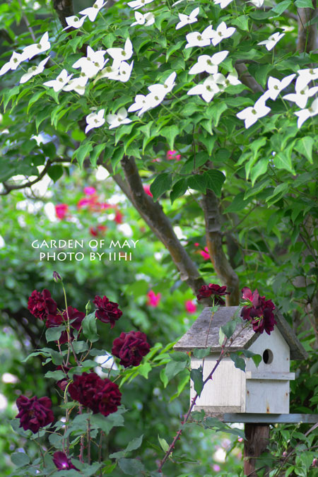 garden-of-may3-20140519.jpg
