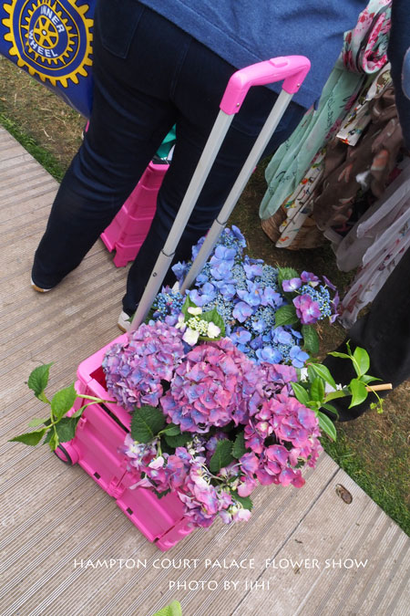 hamptonflowershow2014_052.jpg
