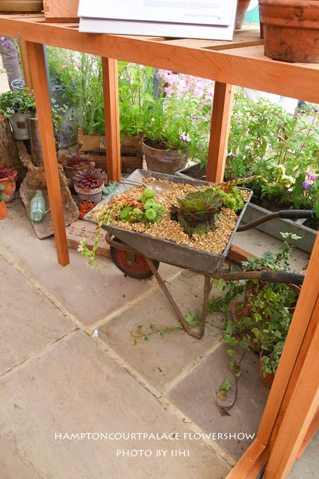 hamptonflowershow2014_083.jpg