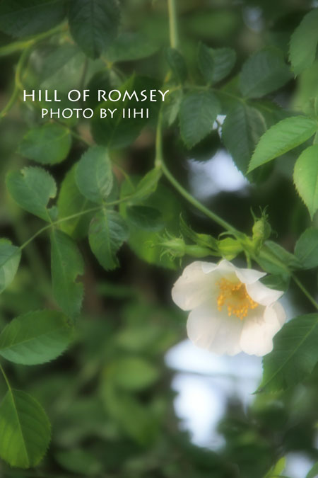 hill-of-romsey10_iihi.jpg