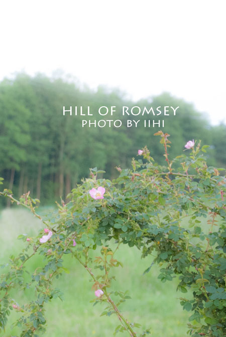 hill-of-romsey17_iihi.jpg