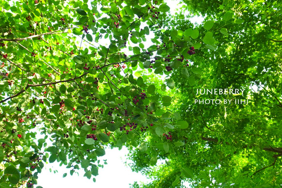 juneberrytrees1.jpg