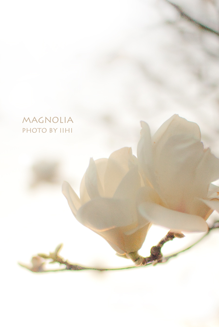 magnolia3-2013.jpg
