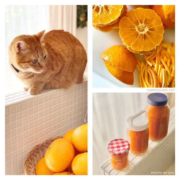 marmalade-cat-photo-by-iihi_s.jpg