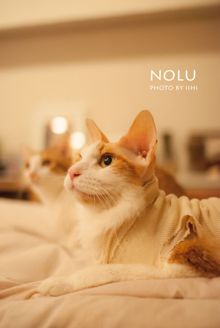 nolu21sep2013-iihi.jpg