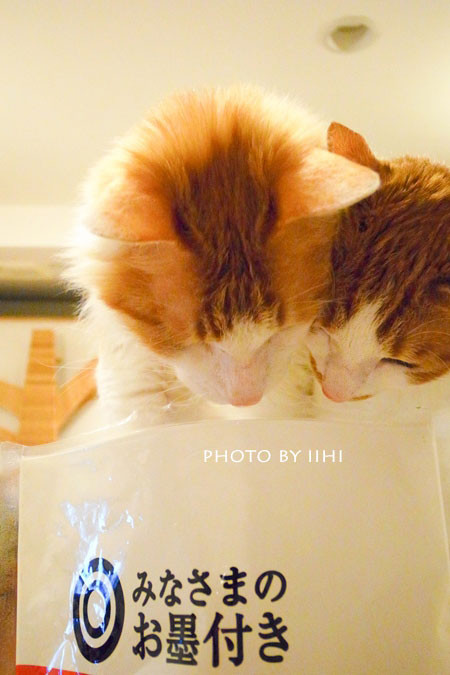 noluolive20140110_iihi (2).jpg