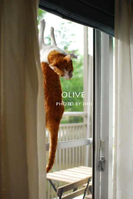 olive-aug-2013-iihi.jpg