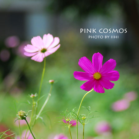 pinkcosmos2013_iihi.jpg