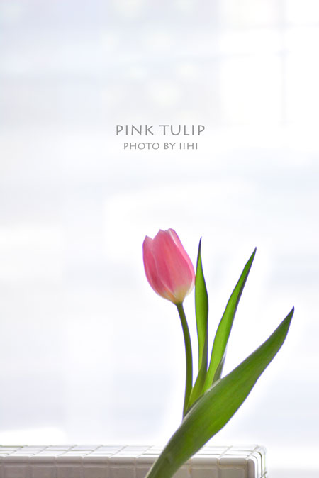 pinktulip2-2015.jpg