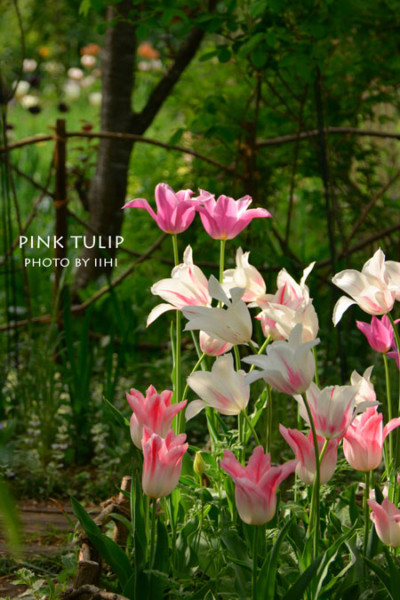 pinktulip32014spring.jpg