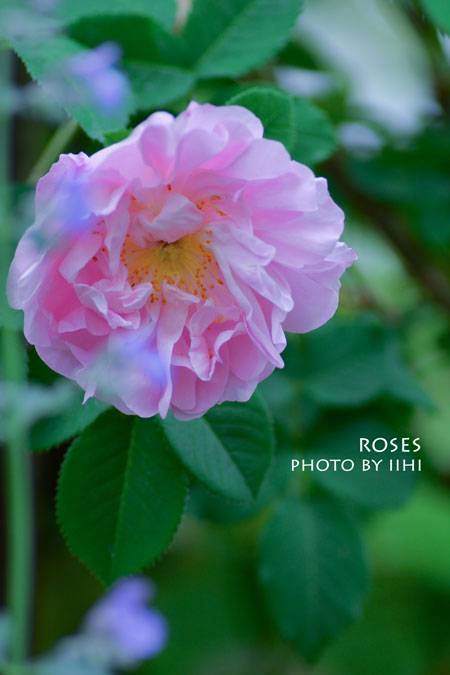 rose20140519-5.jpg