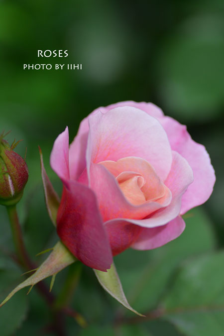 rose20140519-7.jpg