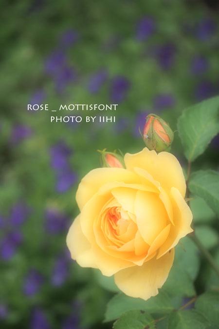 rosemottisfont5-iihi.jpg
