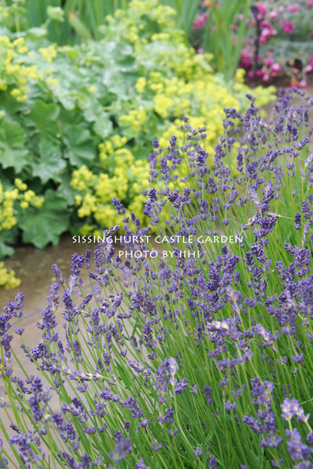 sissinghurstcastle-garden16.jpg