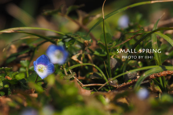 small-spring2015.jpg