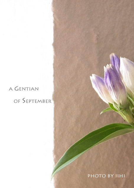 A-gentian-of-September_1.jpg