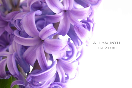 A-hyacinth20101223.jpg