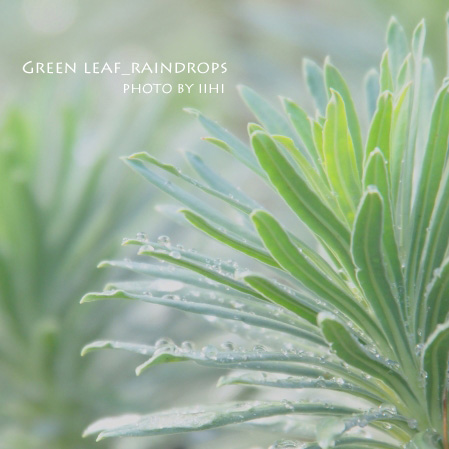 Green-leaf-and-raindrops1.jpg