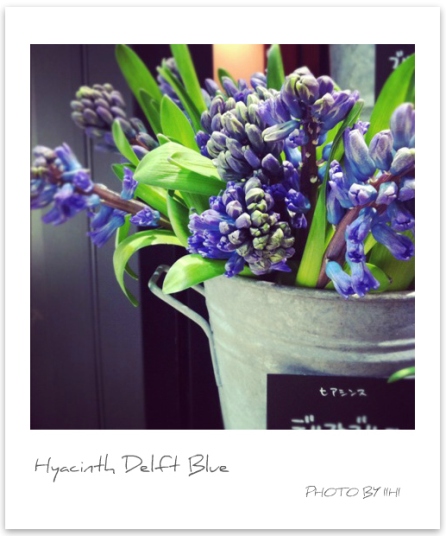 Hyacinth Delft Blue1_3.jpg