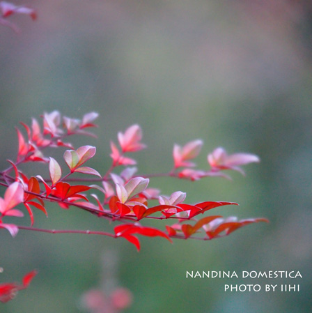 Nandina-domestica-leaf-2011.jpg